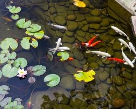 Custom Koi ponds by Anderson Landscaping